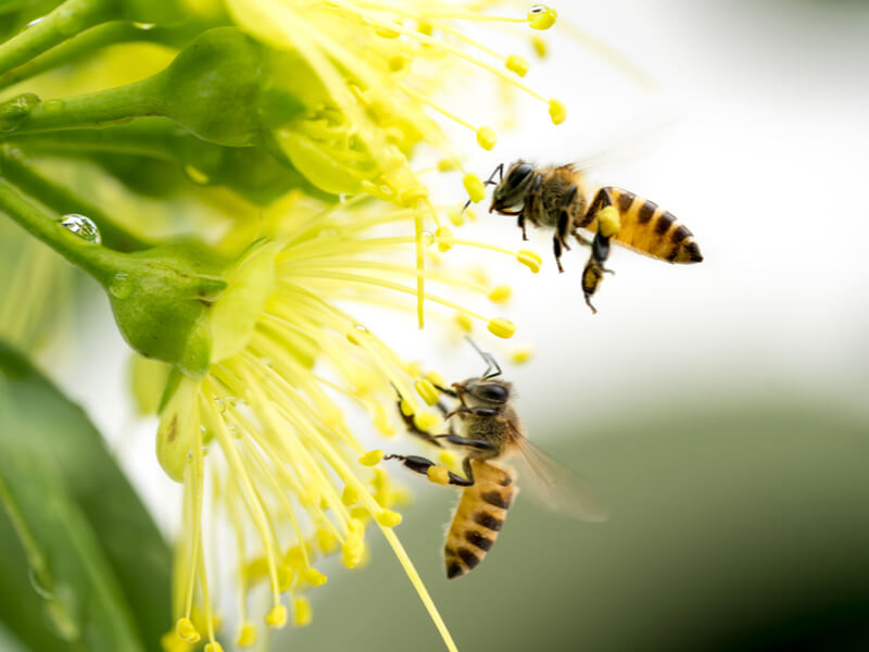 ミツバチにやさしく発電量も高い！ 自然保護に貢献する太陽光発電開発