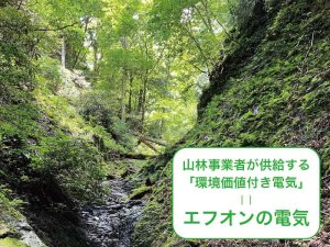 キッコーマンは、なぜその電気を使うのか？ エフオンの森を育む国産木材100%バイオマス発電