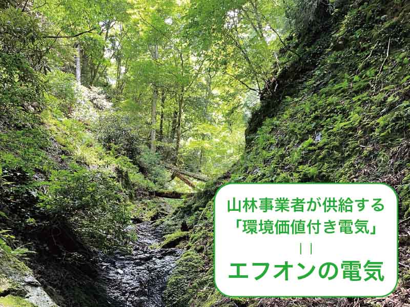 キッコーマンは、なぜその電気を使うのか？ エフオンの森を育む国産木材100%バイオマス発電